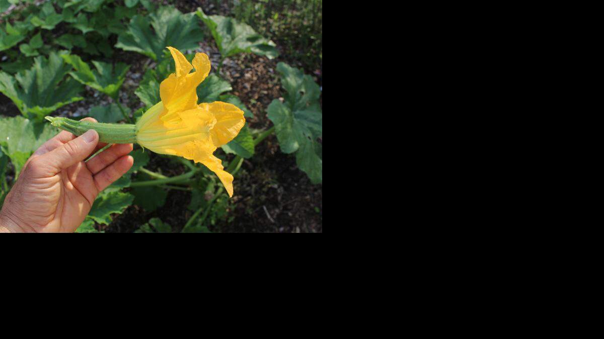 
A young zucchini can be eaten flower and all. 
