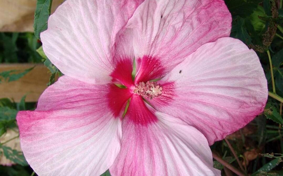 Blossoms on the hardy hibiscus can last all summer.