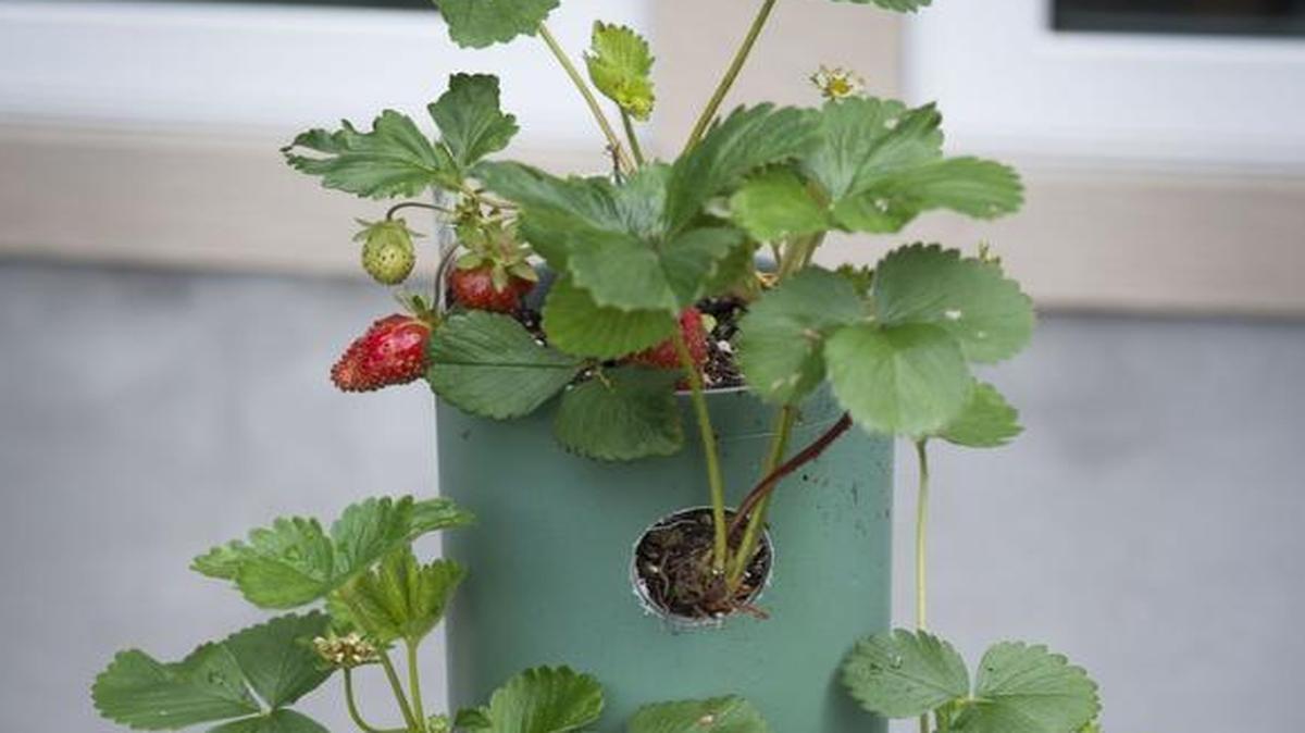Jim and Shara Spilker constructed a strawberry tower out of PVC pipe for their Overland Park garden. Growing plants in space-saving towers is one option for gardeners with limited room.