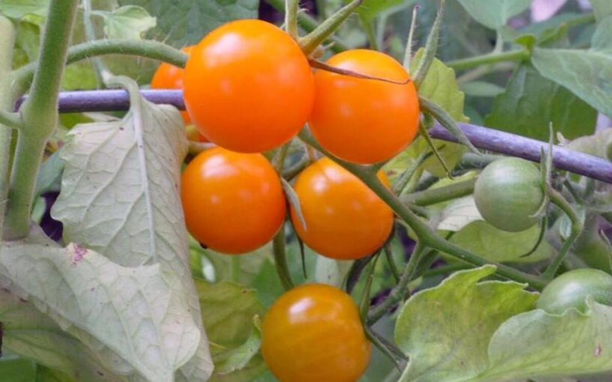 For juicy tomatoes, water evenly, fertilize a little and harvest regularly.