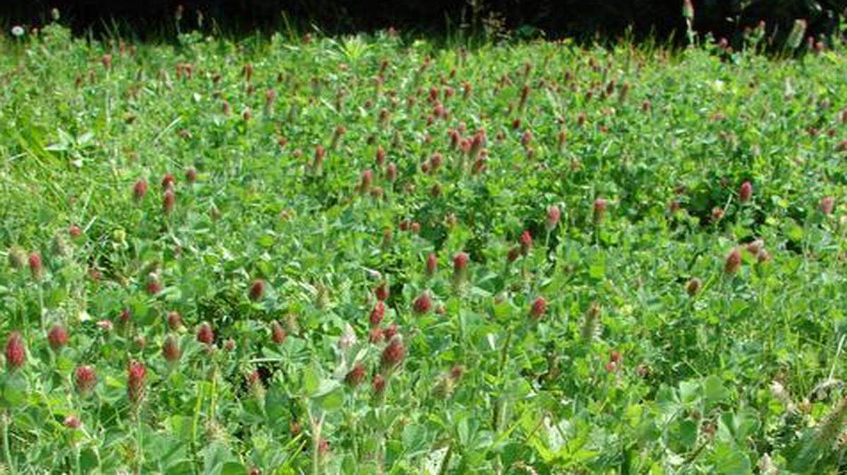 
The use of clover as a ground cover is growing in popularity elsewhere, but not in the Kansas City area.
