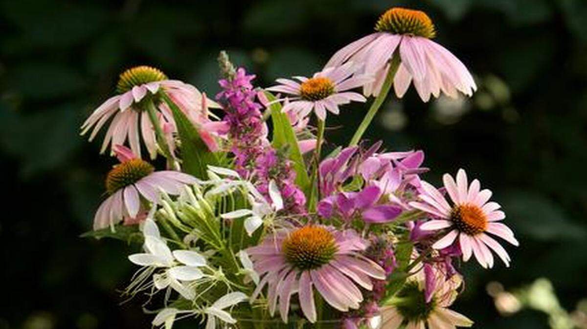 
Are you a farmers market vendor looking for a way to complement your offerings throughout the season? Cut flowers could be the answer. The University of Missouri Extension is offering a workshop that will cover the basics of growing and marketing flowers.

