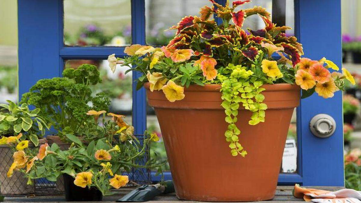 
A pot at Farrand Farms filled with El Brighto coleus, Creeping Jenny and Indian Summer petunias follows the thriller-filler-spiller rule.




