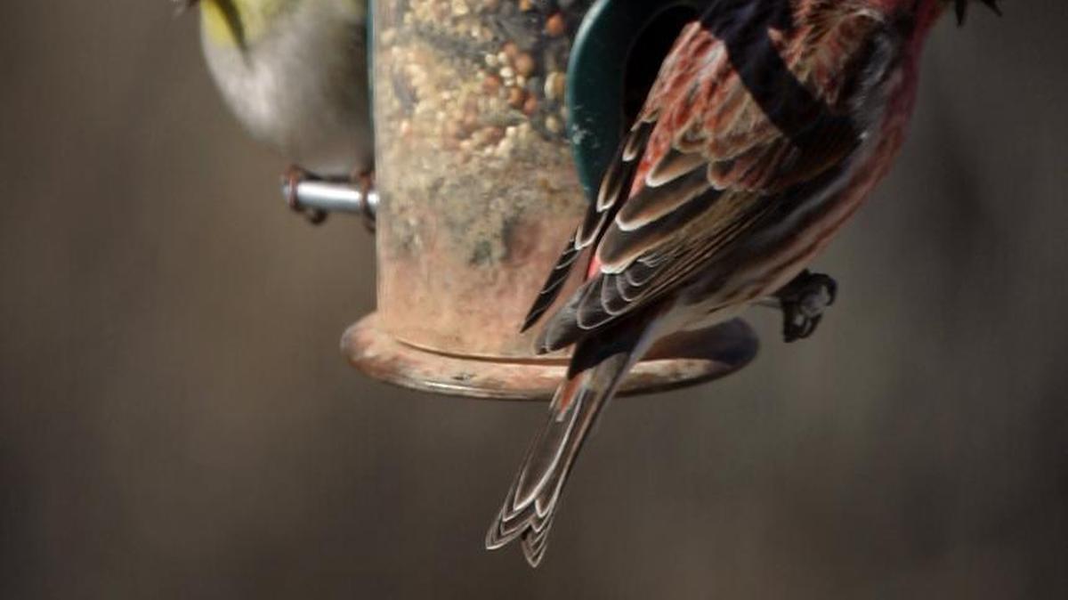 Different mixes of seed attract different birds.