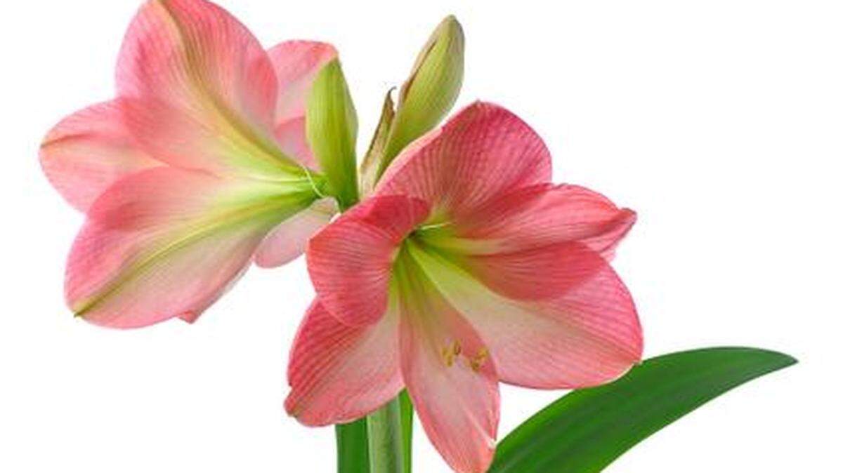 
Amaryllis come in a variety of colors.


