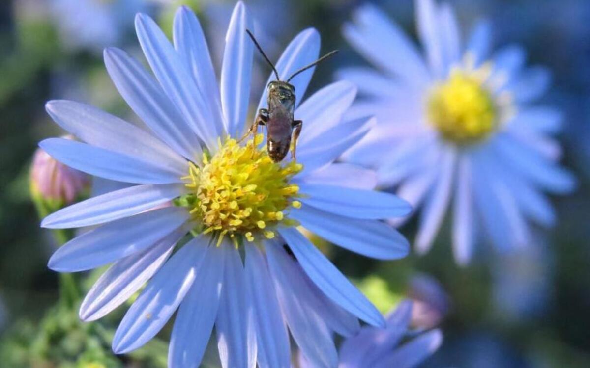 The Kansas City Native Plant Initiative is working to get more residents — as well as business owners — to plant fewer imported plants and trees and more native plants such as asters, because they provide food for bees, birds and bugs.