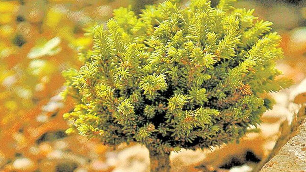 A miniature Norway Spruce, Picea abies