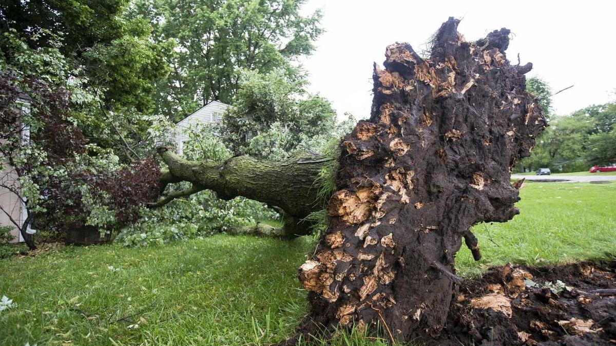 
Last month a storm with winds of up to 80 miles per hour uprooted an old tree at East 65th Street and Overton Avenue in Raytown.


