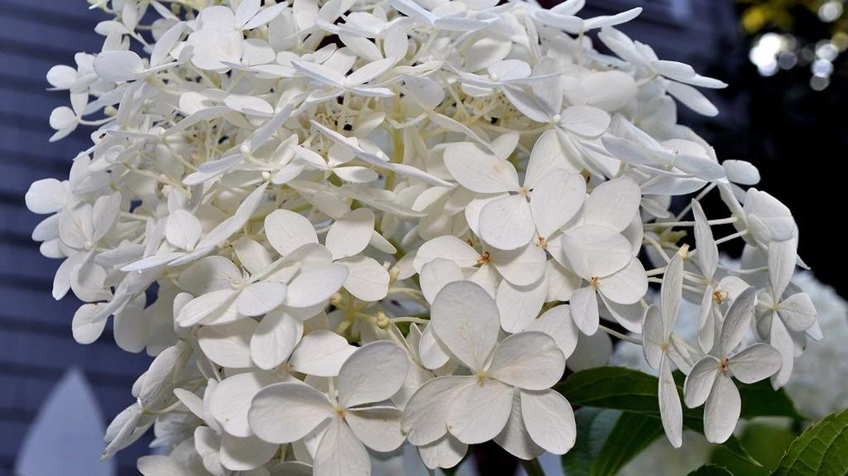 Panicle hydrangea flowers are white with tinges of pink.