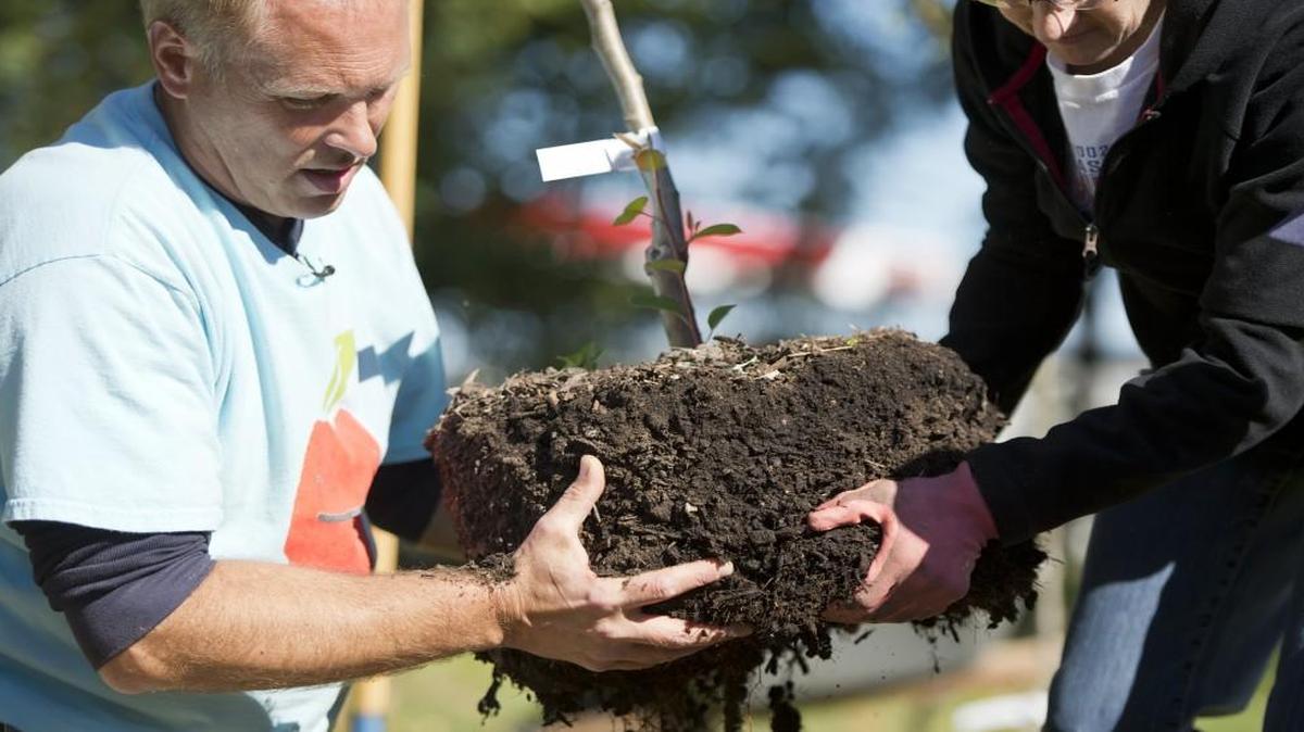 Move the tree by carrying the pot or root ball, not the trunk.