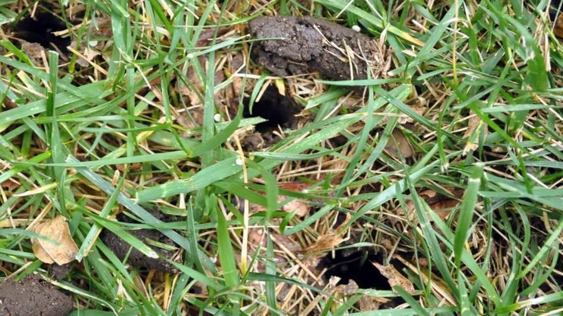 Aeration on bluegrass and tall fescue lawns is best done in the fall, September through October. Spring is also acceptable. For heavily compacted lawns, fall and spring aeration may be required. For the average lawn, once a year is all that is needed.