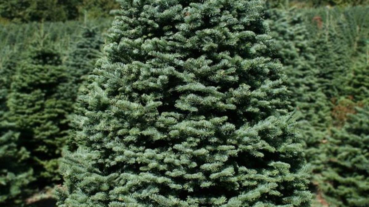 Some Christmas trees are grown on farms.