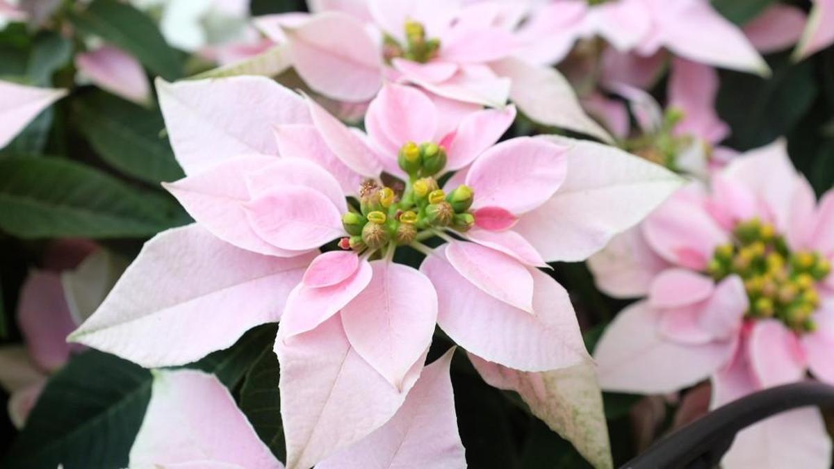 The new poinsettia hybrids such Luv U Soft Pink are a milestone in the plant’s history. “It’s pretty major, and it could be on a par with some of the other breakthroughs” such as the poinsettias that hold their leaves, says John Dole of North Carolina State University.