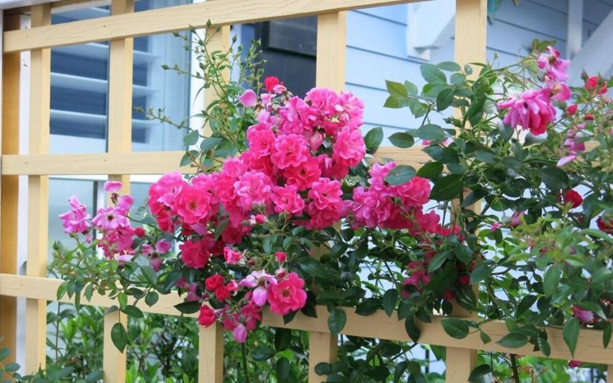 You can garden in small spaces by using trellises, cages and obelisks. Such structures also add interest to the garden.