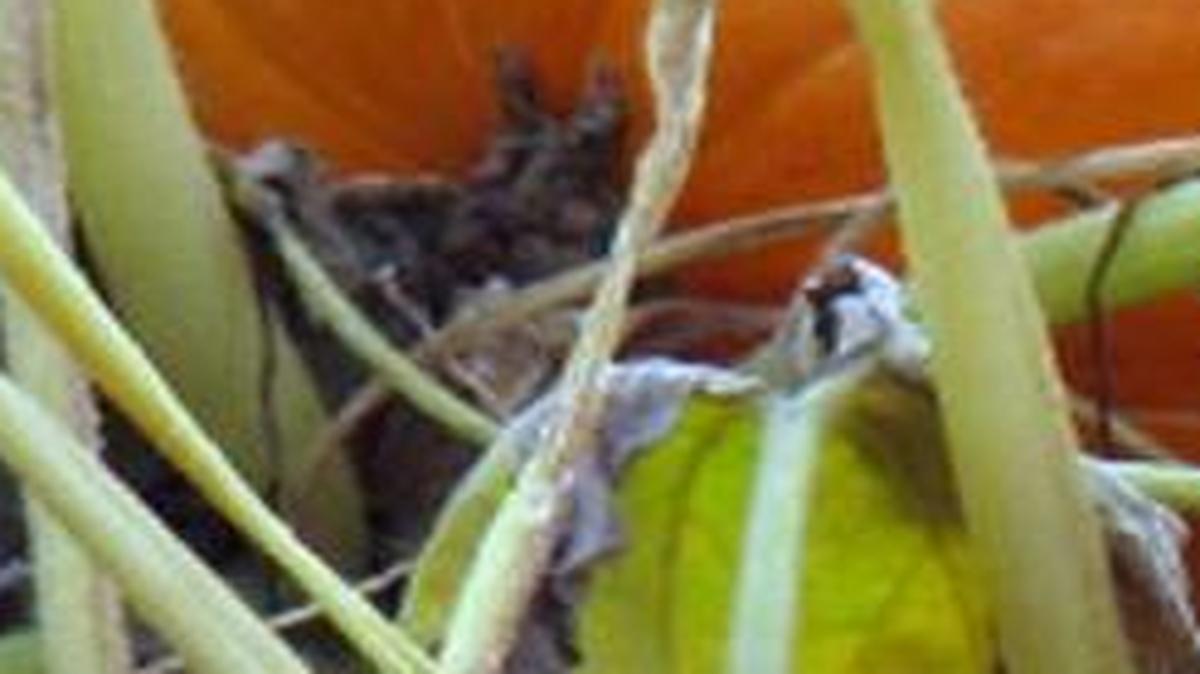 When it’s time to take that pumpkin out of the patch, don’t try carrying it by its stem; the stem is not a built-in handle. Rather, grasp your hands or arms around the pumpkin and carry it from the bottom.