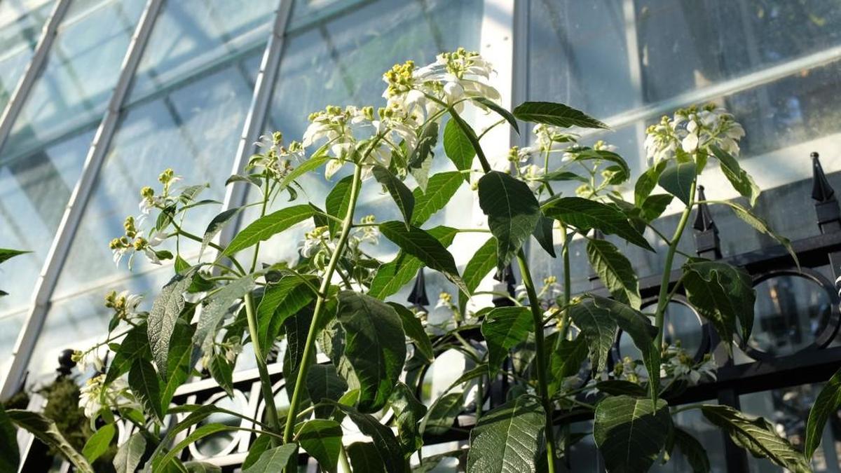 The rare dogwood poinsettia, one of the parents of the new hybrids creating a buzz, is on display at the U.S. Botanic Gardens in Washington.