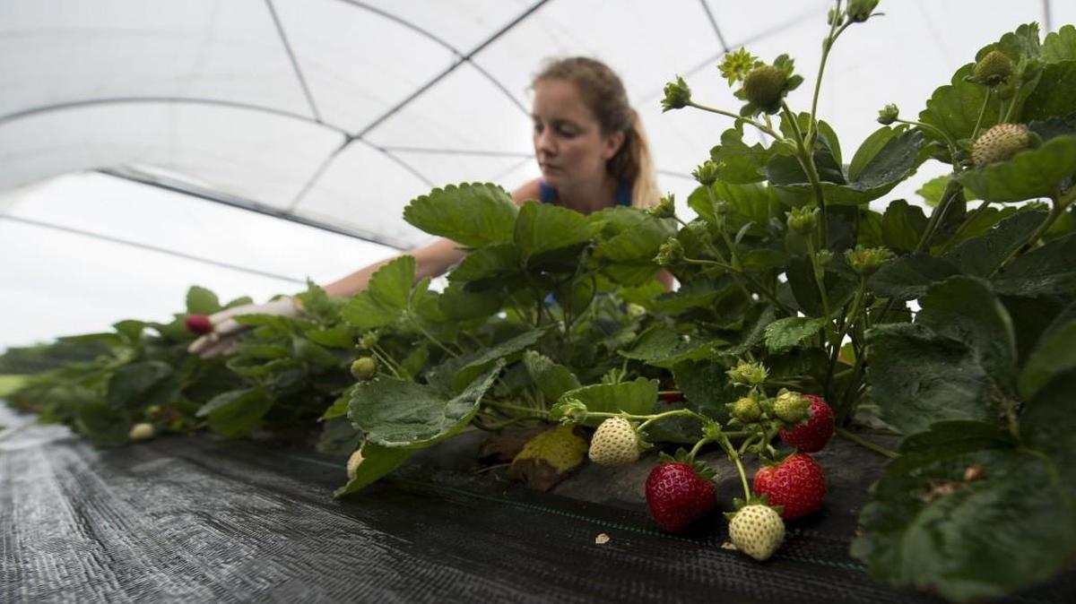 Strawberry plantings are seldom thinned by home gardeners, which leads to overcrowding, decline and little fruit. Late winter is a good time to prune fruit trees and berry plants to increase production.
