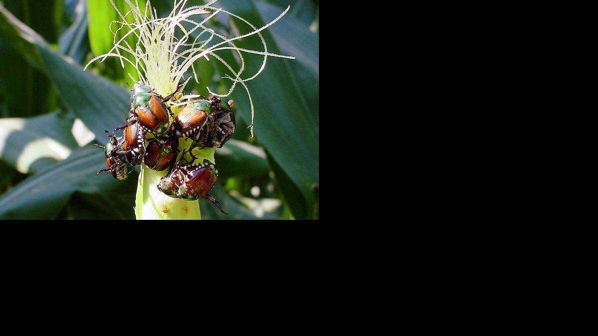 
Japanese beetles chew corn silk.
