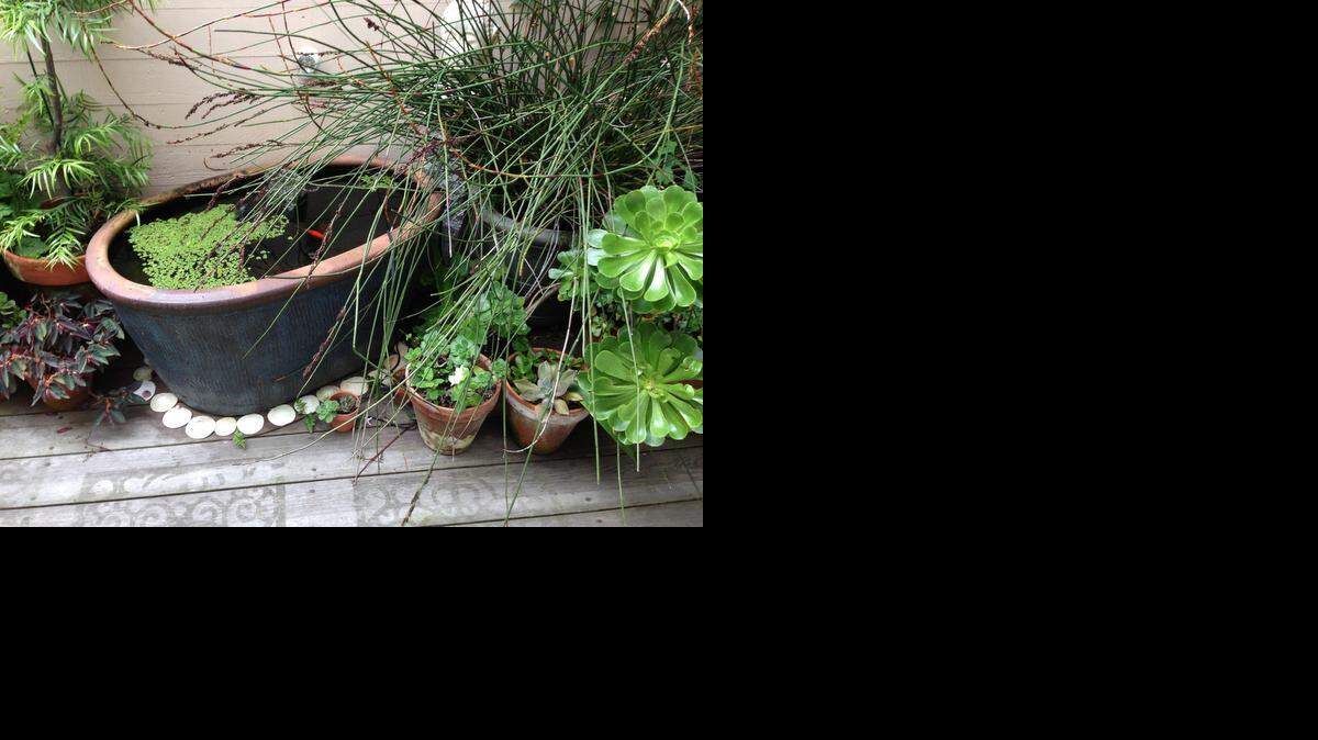 
Glen and Ann Gage used a planter that they waterproofed as the basis for a fish pond on their San Francisco patio. The goldfish came from a pet store.
