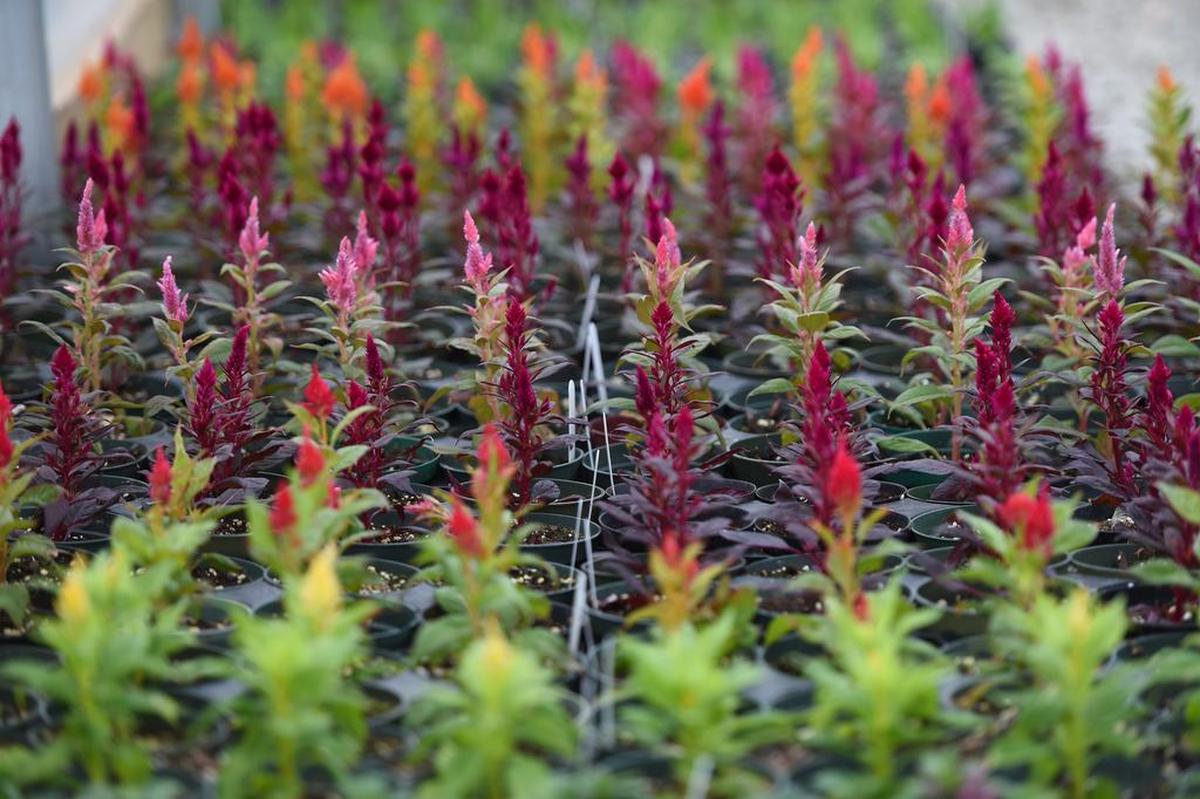 Celosia plants are among annual flowers in the K-State Research & Extension garden. The Extension Master Gardener program is celebrating its 50th anniversary