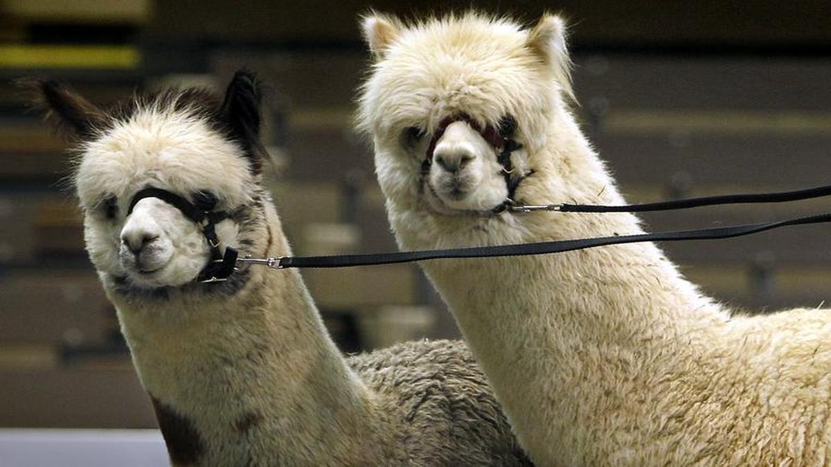 
Alpacas similar to these will be on display Saturday at artisan day from 9 a.m. to 3 p.m. Saturday at the Alexander Majors Barn, 8201 State Line Road.
