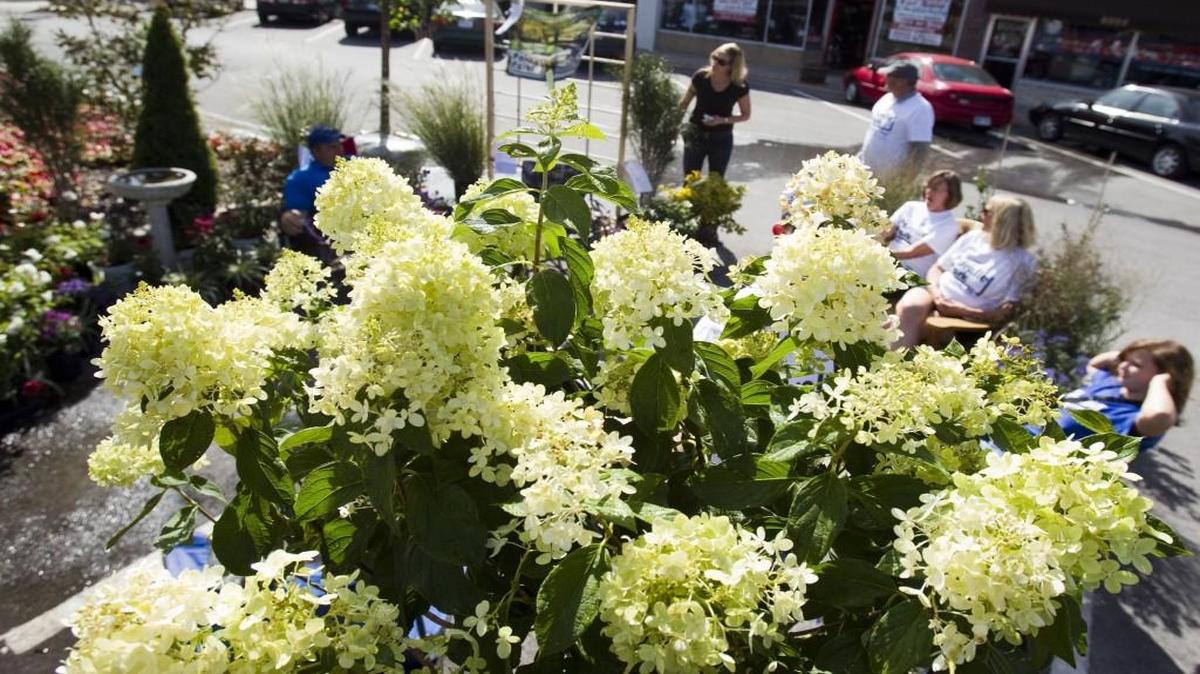 Prune hydrangea paniculata (shown) early in the spring. More pruning leads to bigger flower heads.