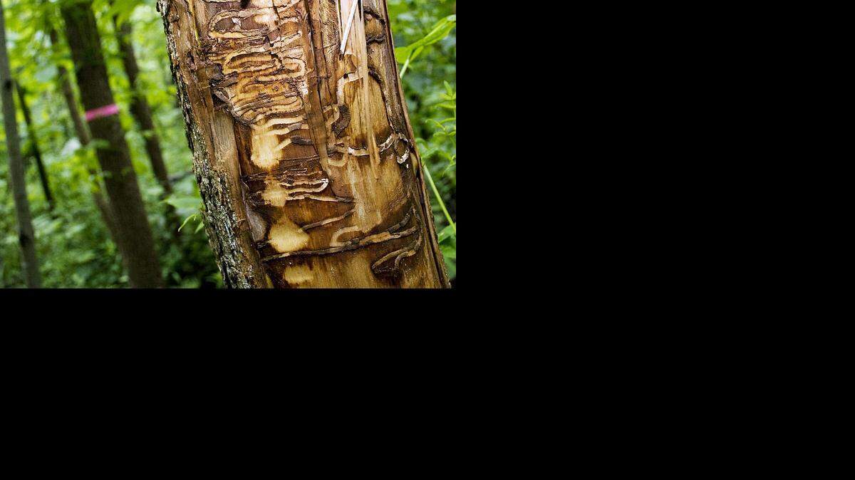 
The Master Gardeners of Greater Kansas City will present Chuck Conner, a Missouri Department of Conservation urban forester, at 6:30 p.m. Thursday at Country Club Christian Church to talk about local landscape trees that are suffering from the effects of drought and the threat of exotic tree pests such as the emerald ash borer. 


