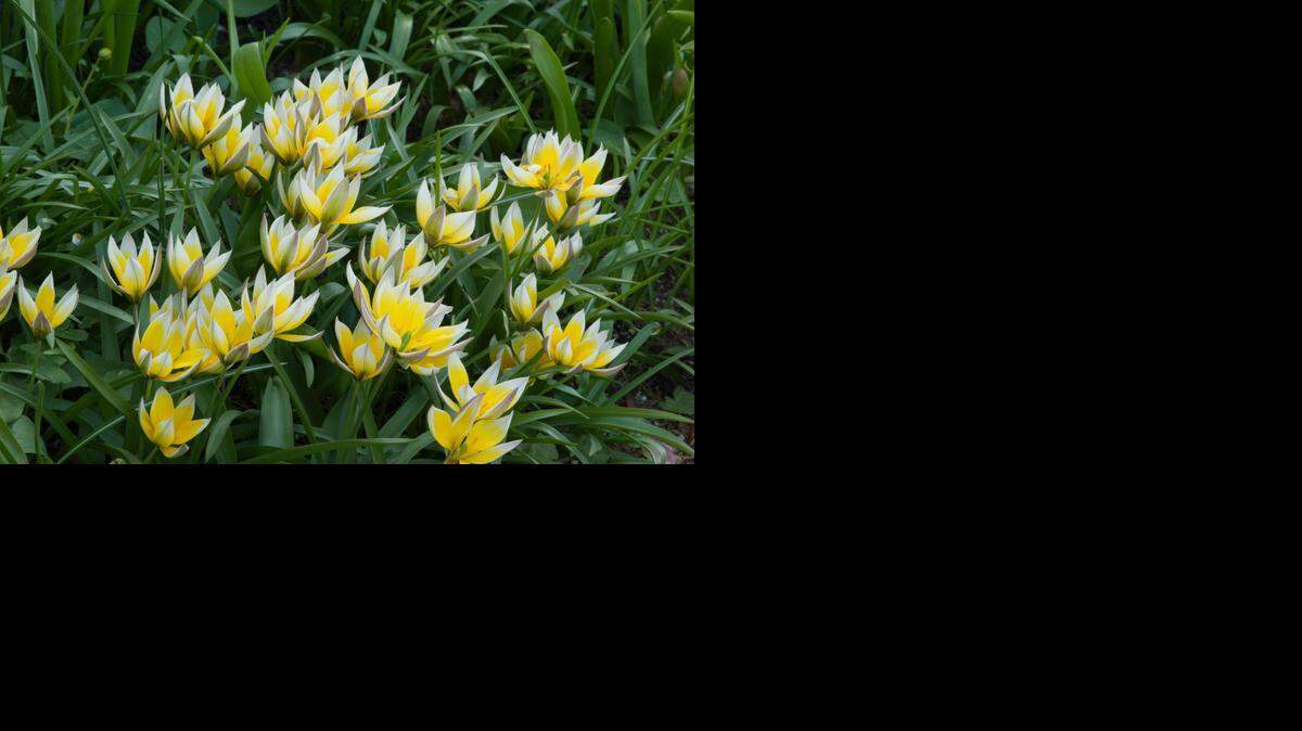 
The tulipa tarda is a stellar repeat bloomer when planted in full sun and well-drained soil. It is native to the Tien Shan Mountains bordering Kazakhstan, Kyrgyzstan and China.
