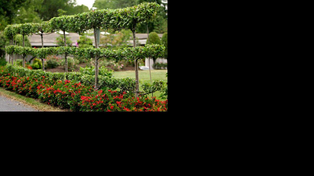 
Espaliered pear and apple fruit trees.



