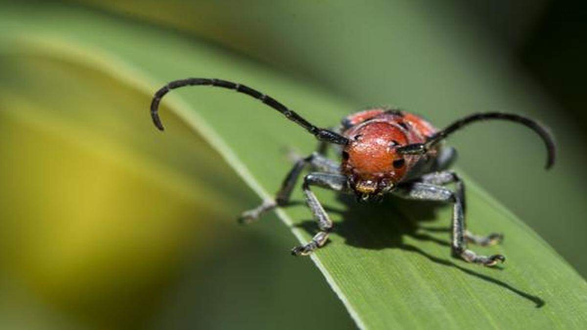 
A milkweed bug in Jackie Goetz’s Overland Park garden. Goetz specifically chose varieties of plants to attract beneficial bugs — such as the milkweed — that eat bugs harmful to a garden. This beetle can be a natural pruner, unless the gardener is planning to harvest milkweed seeds, in which case the bug would be a pest.
