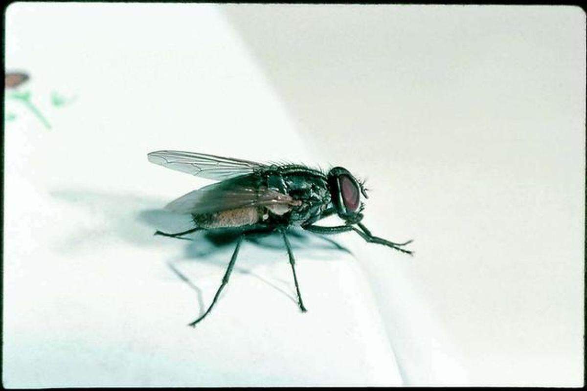 File photo of a housefly.