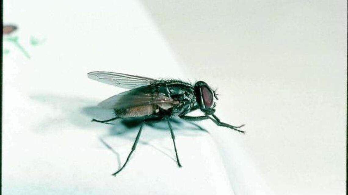 Roach problem, moldy produce, flies landing on food at Wichita KS restaurants