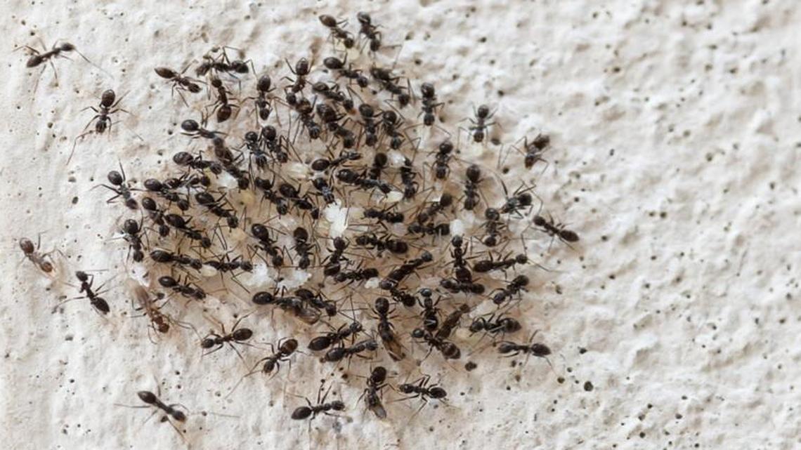 If you can’t get rid of ants on your own, a pro can finish the job.