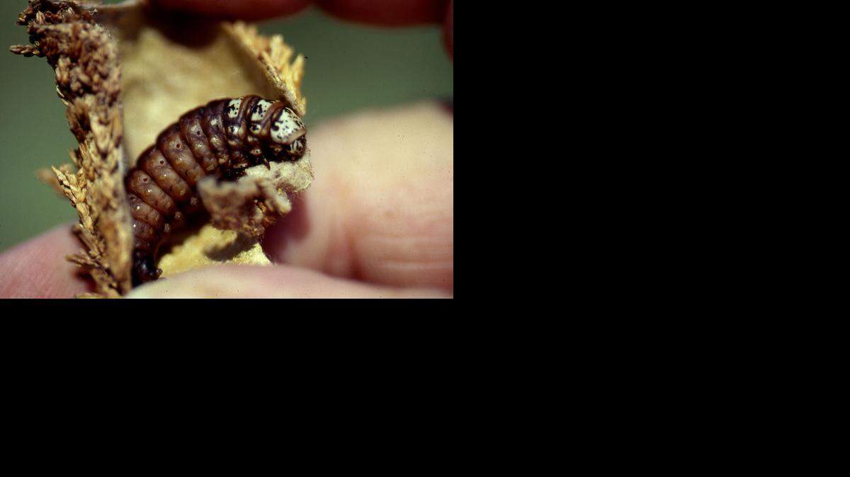 
Bagworms spend most of their lives in silken sacs.
