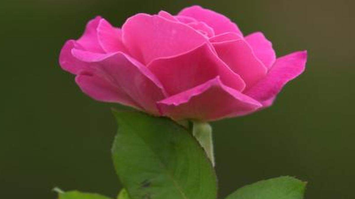 
The Johnson County Rose Society will meet at 7 p.m. Thursday for an ice cream social and tour of the Laura Conyers Smith Rose Garden at Loose Park. 


