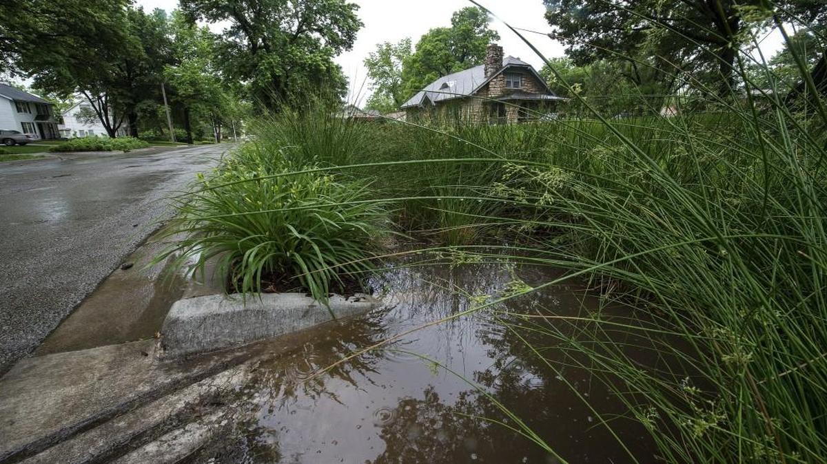 Rain gardens trap and hold water, allowing it to gently soak into the soil.