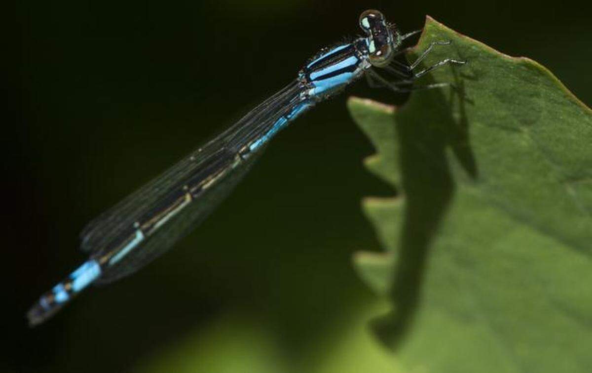 A damselfly rests on a leaf in this file photo. Damselflies are similar to dragonflies, but there are tricks to tell them apart.