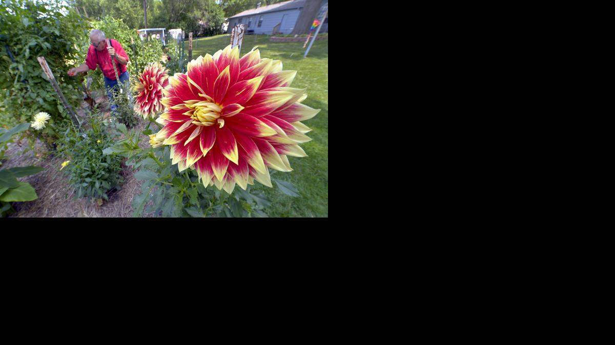 This year, Bernard Lohkamp of Grandview planted a Ketchup and Mustard dahlia near the tomato plants in his backyard. <252><137>Bernard Lohkamp grows many varieties of dahlias in the garden behind his Grandview home, including a new variety for him this year, the Ketchup and Mustard dahlia. He recently harvested a tomato from one of his vegetable plants surrounded by flowers.<252><137>
