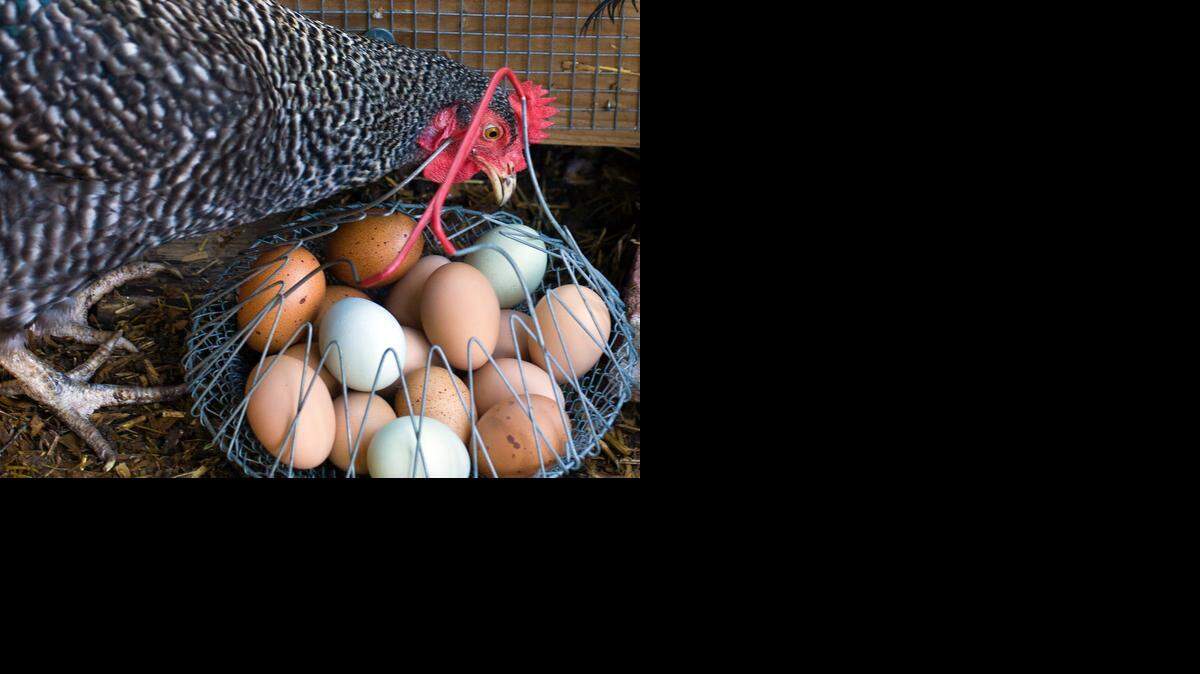 
Powell Gardens is offering a workshop on the latest suburban adventure — keeping laying hens in your  backyard.
