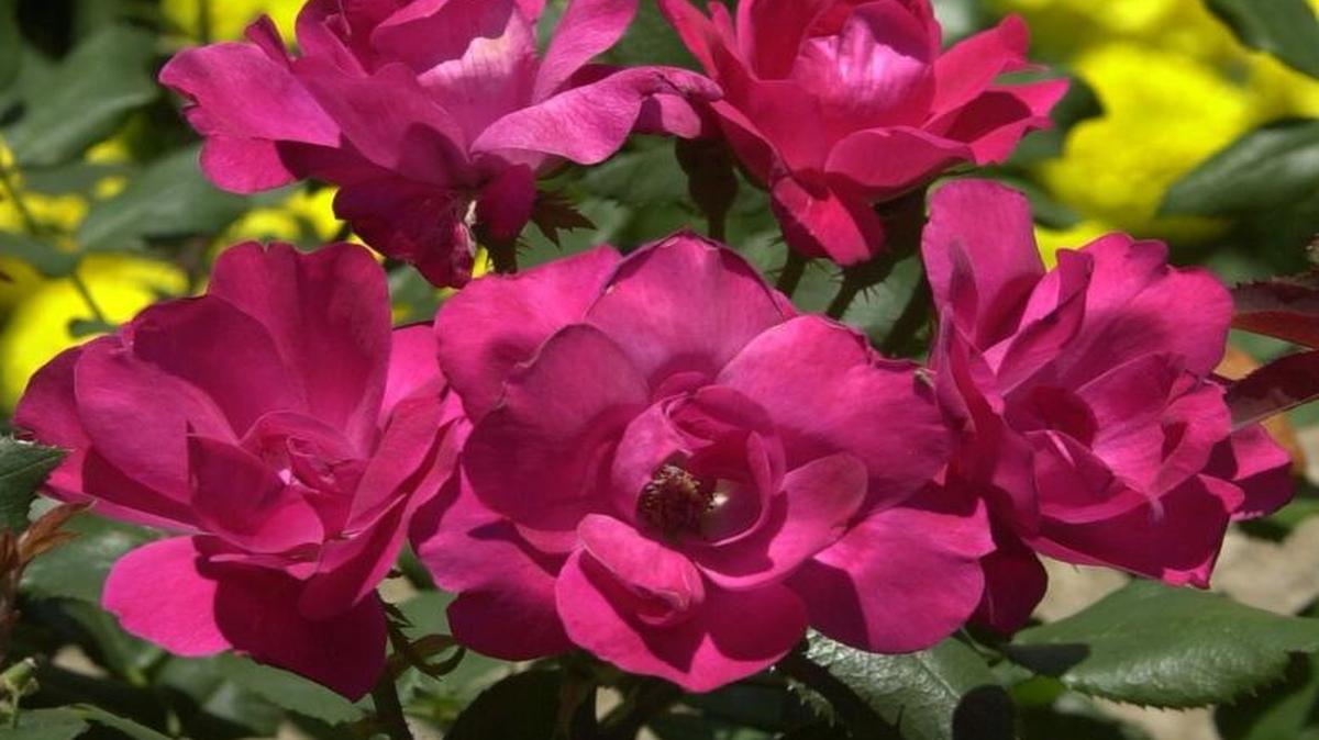 Modern, easy-care varieties of roses such as Knockouts need little care to prepare them for winter.