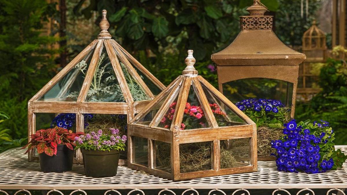 During the Victorian era, exotic plants were shipped from tropical countries to England in Wardian cages similar to these. They keep plants warm and moist.