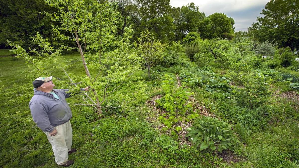 Steve Mann, a permaculture designer and Cultivate KC volunteer, gives guided tours of the food forest at 55th and Mastin streets in Merriam, installed and managed by Cultivate KC.