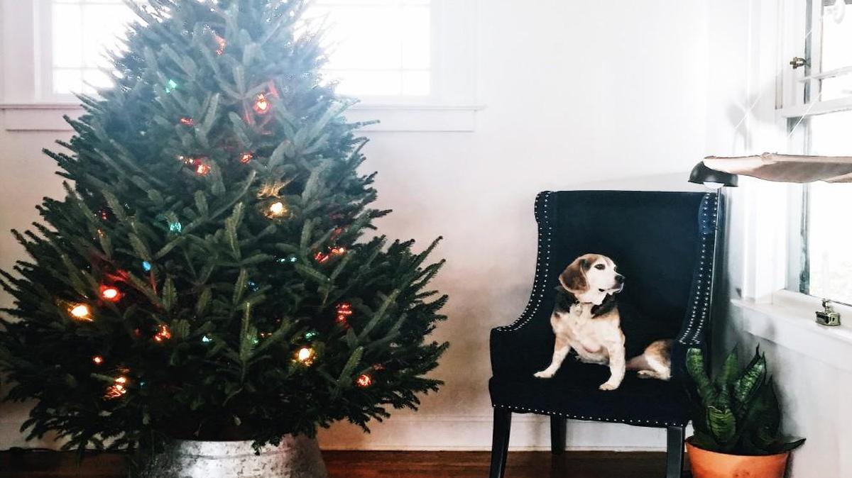 The Sayres take a minimalistic approach even to their Christmas tree, by simply stringing colored lights onto a fresh tree and surrounding its trunk with a galvanized steel bucket skirt from Crate & Barrel. Buckley relaxes on a chair nearby.