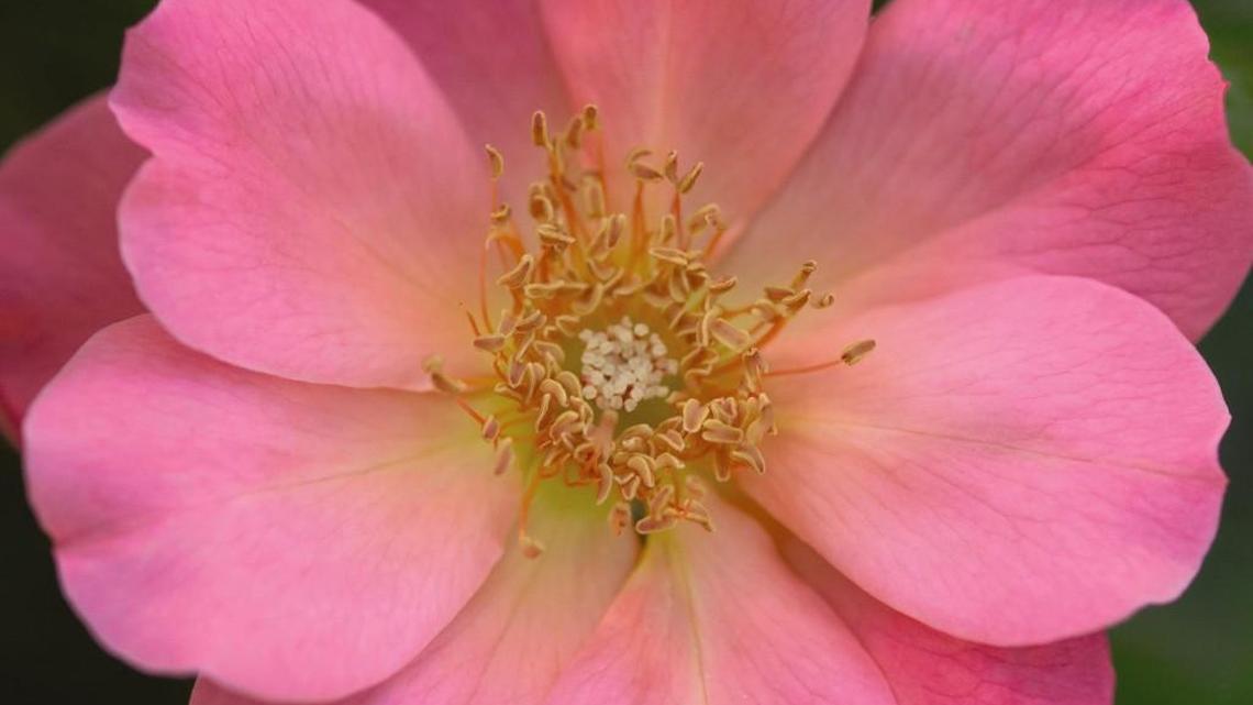 All the Rage is an Easy Elegance shrub rose with perfect pink flowers. If you’re aware of the importance of bees and other pollinators in gardens, roses belong in your flower beds.