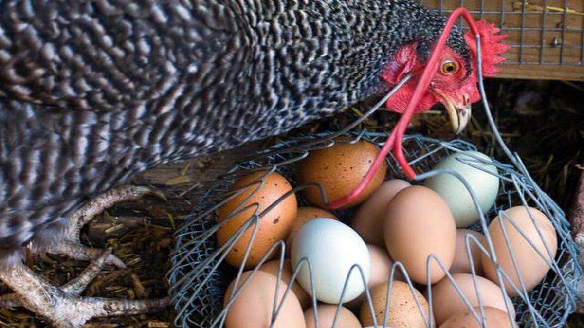 Spring Hill has joined the growing list of cities that are considering allowing chickens within city limits.