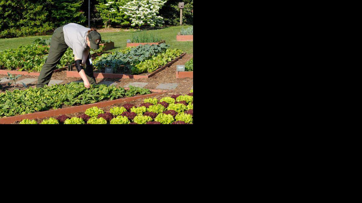 
A worker tends to the garden on the south lawn of the White House in Washington. Leafy vegetables can offer high yields with low watering.


