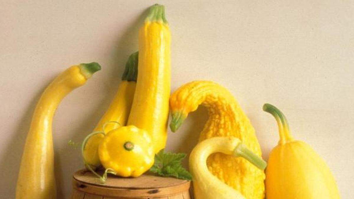 
Generally, the long varieties of summer squash should be harvested at 6 to 8 inches long, or 2 inches in diameter. Expect to pick them frequently through the season.
