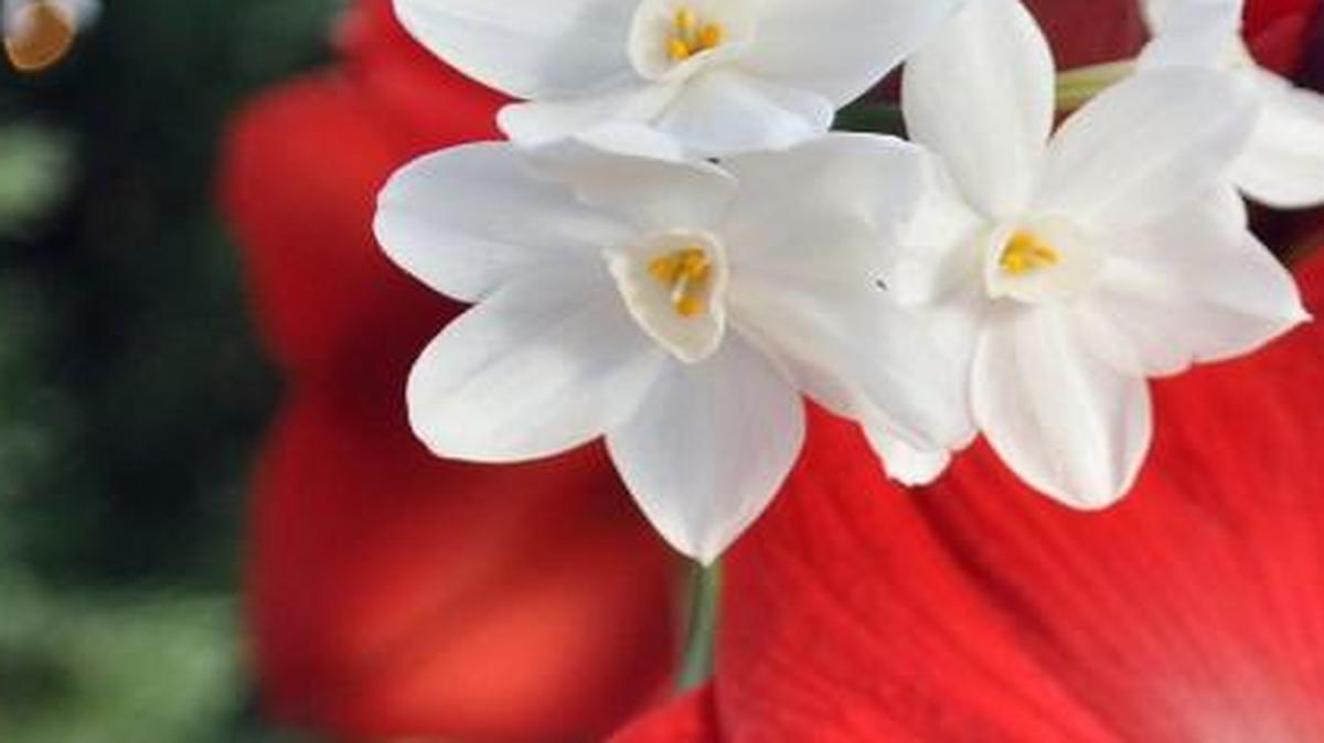 Cheerful amaryllis plants provide vivid color and large blooms.