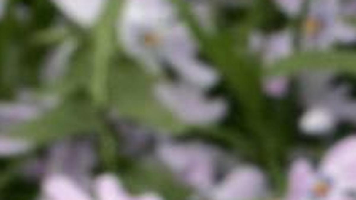 Control for weeds now to prevent this next spring.