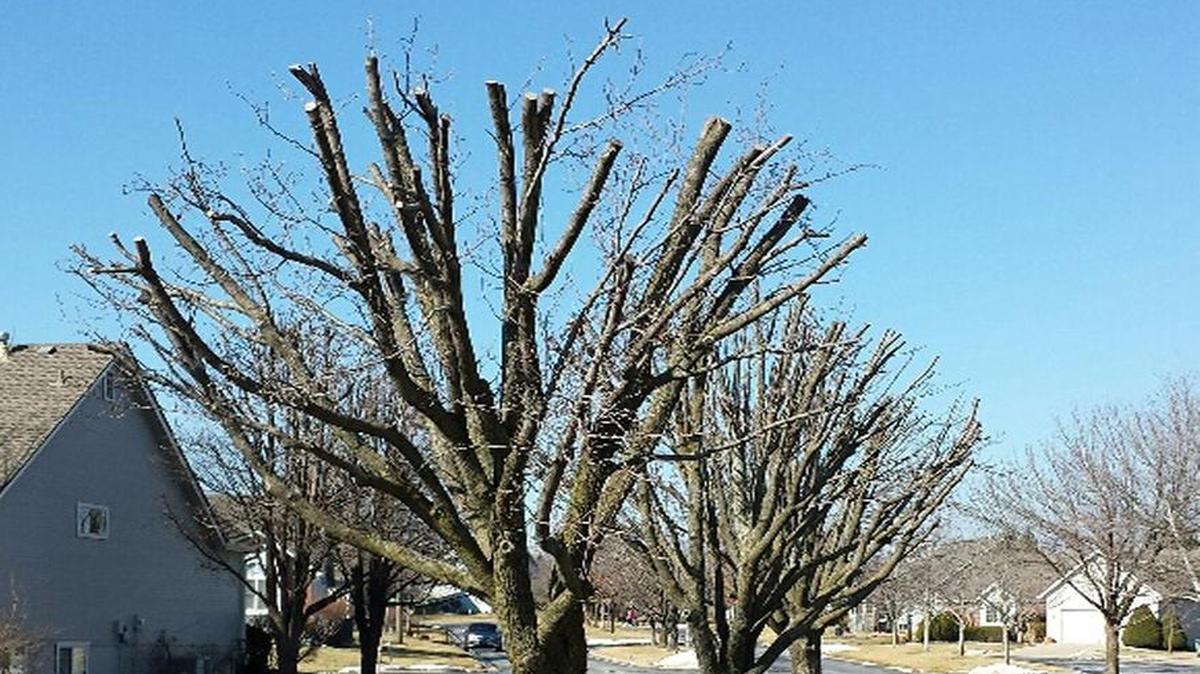 Topped Bradford pears are a sorry sight, indeed.